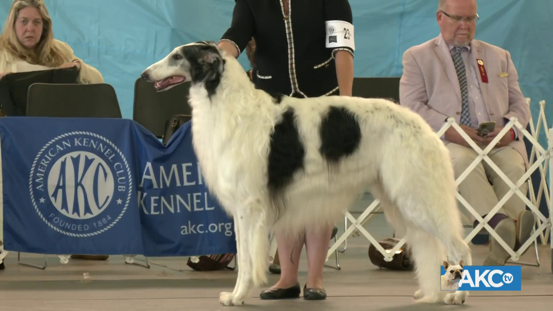 AKC.TV Best in Show Saturday