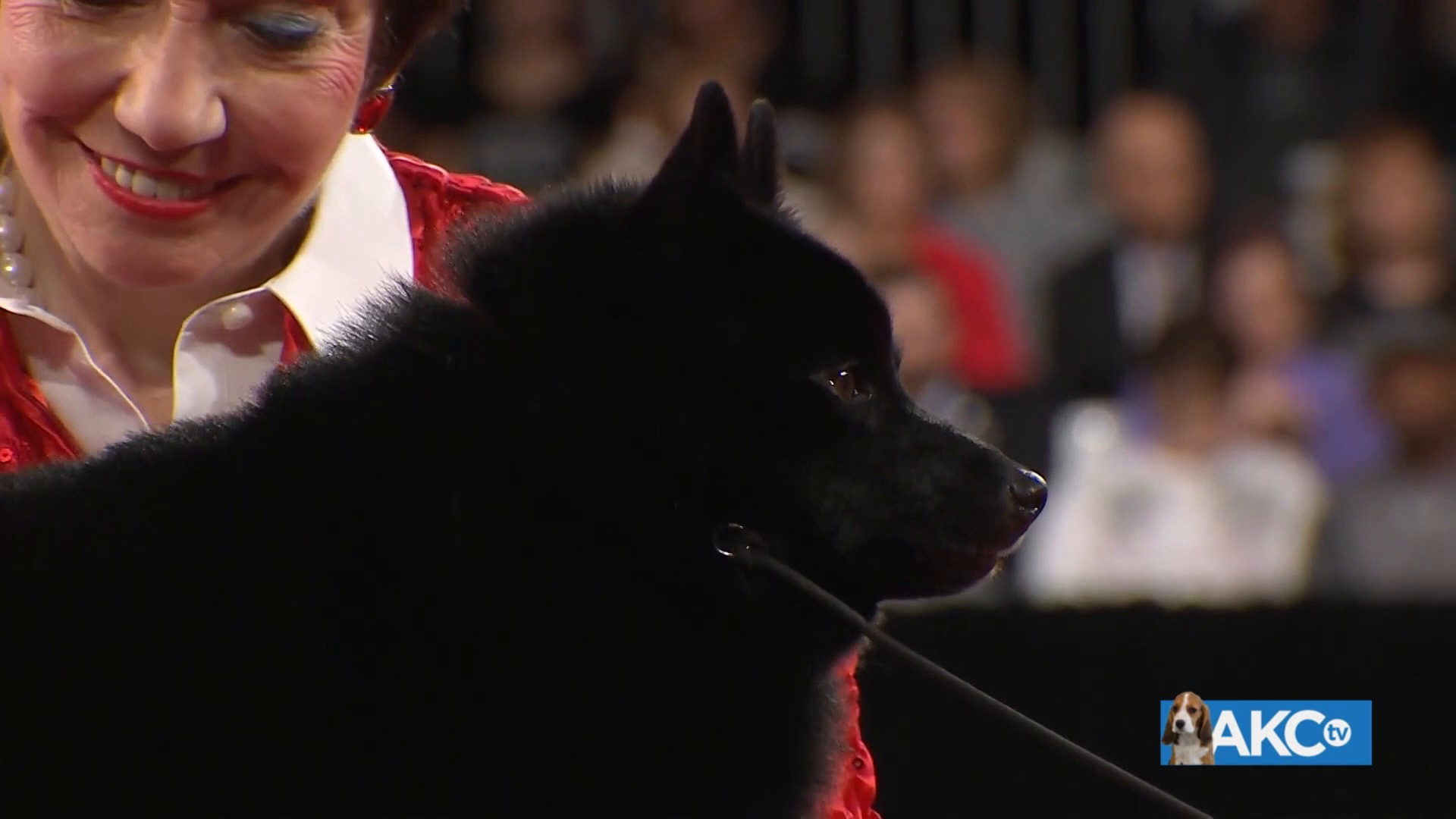 AKC.TV Greeley Kennel Club Road To The National Championship