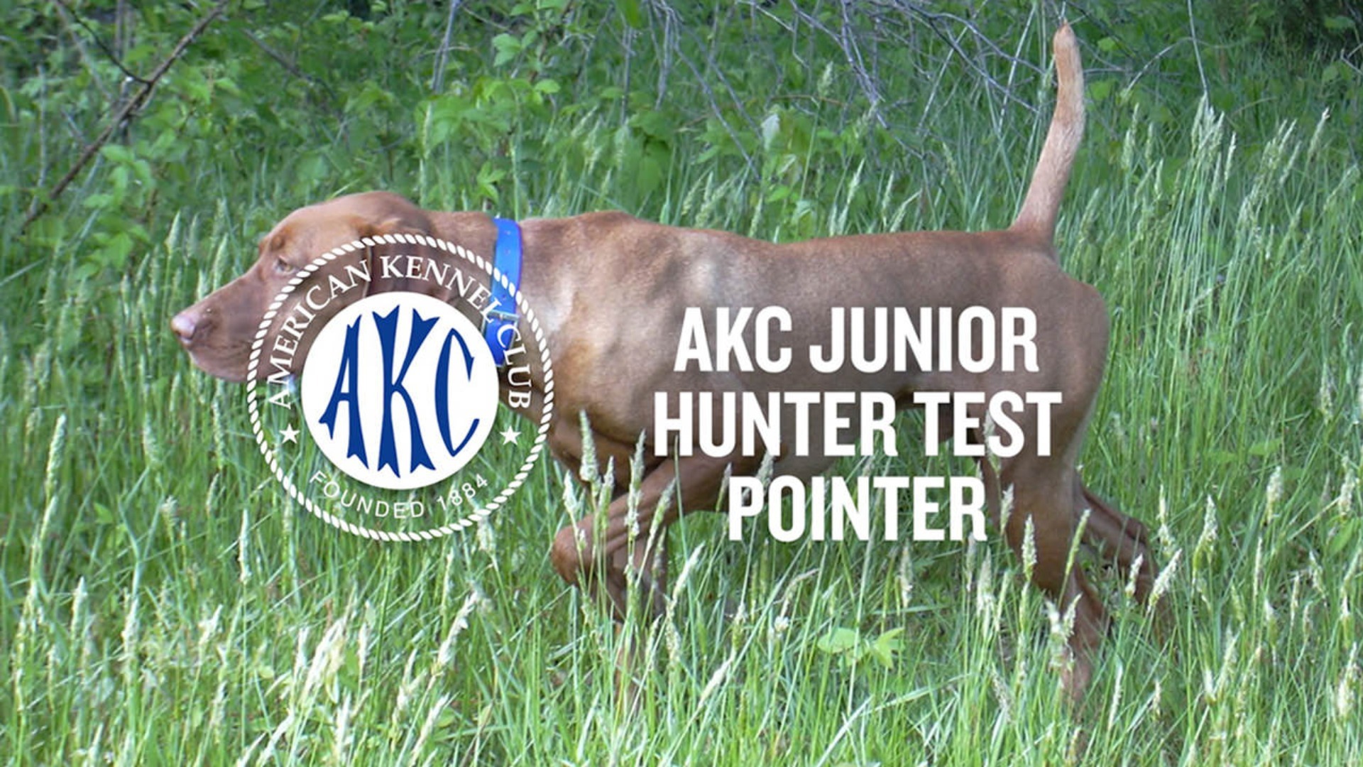 AKC.TV AKC Junior Hunter Test for Pointing Breeds Intro to Dog Sports