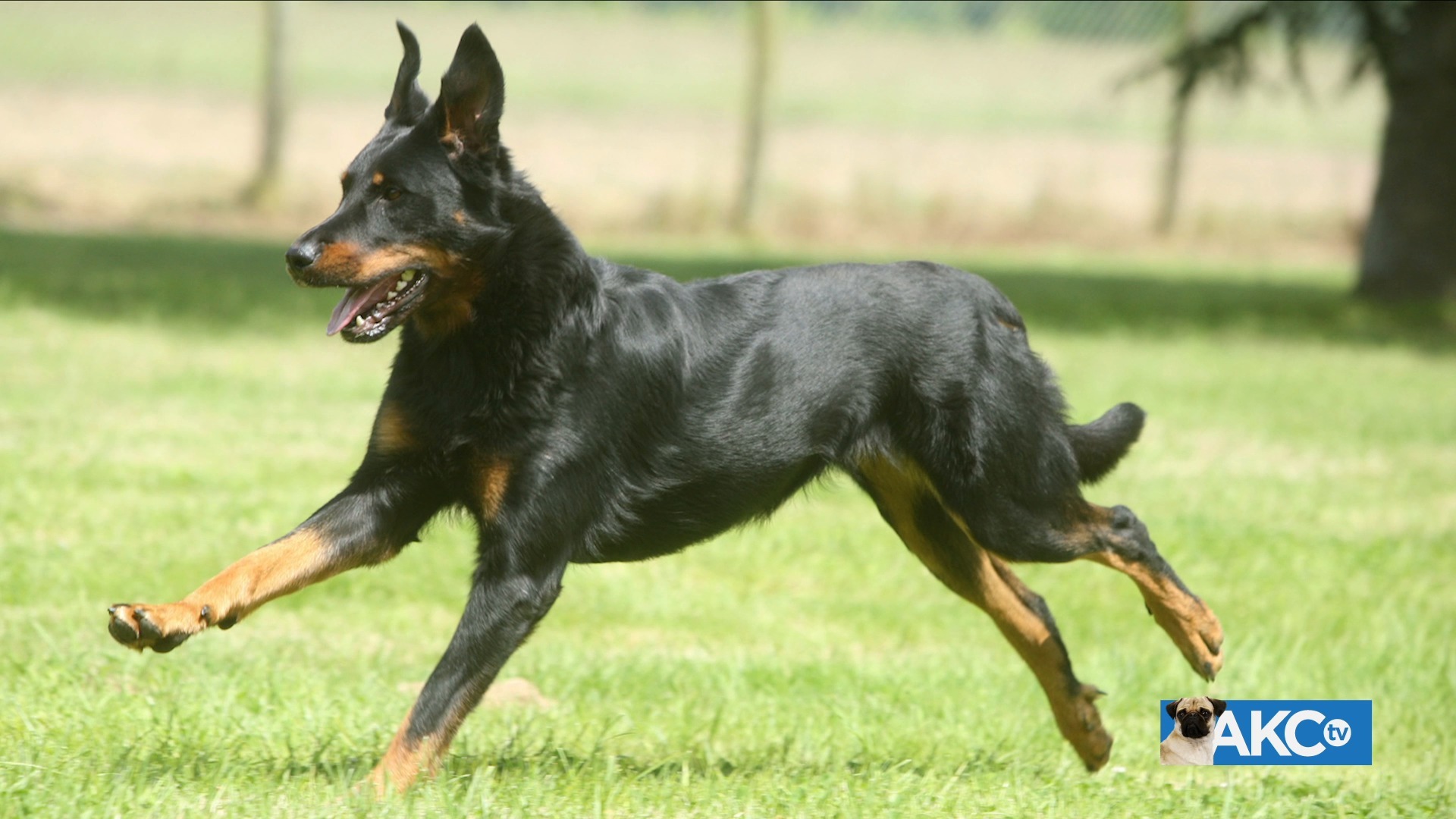 Beauceron akc hot sale