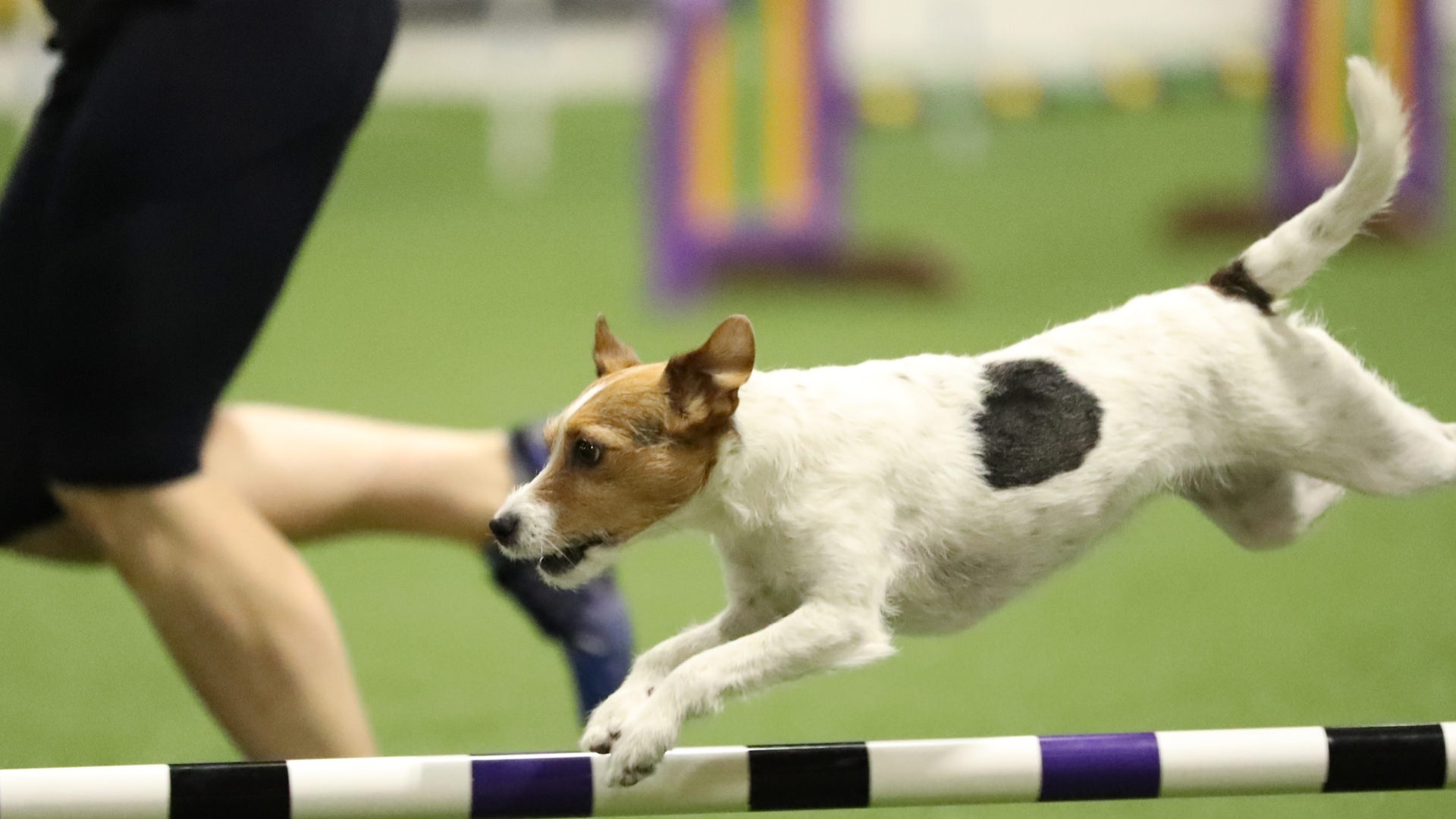 akc-tv-agility-ring-2