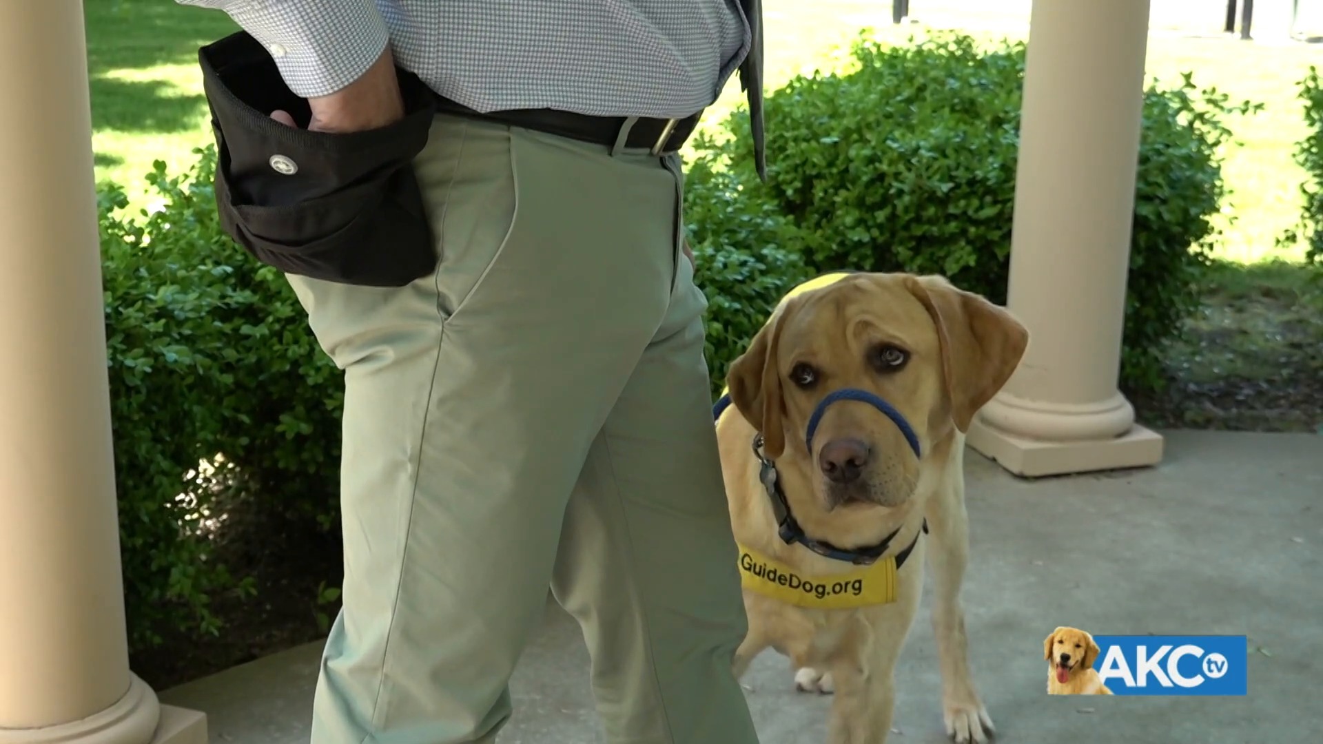 AKC.TV Guide Dog Foundation