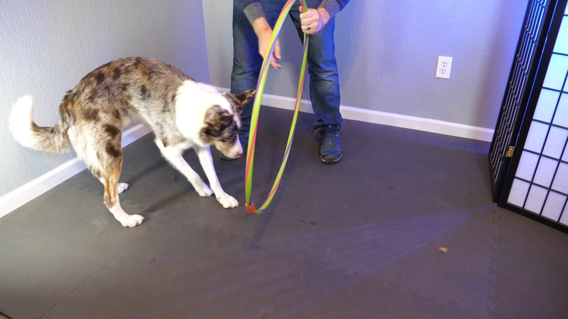 AKC.TV Teach Your Dog How To Jump Through A Hoop