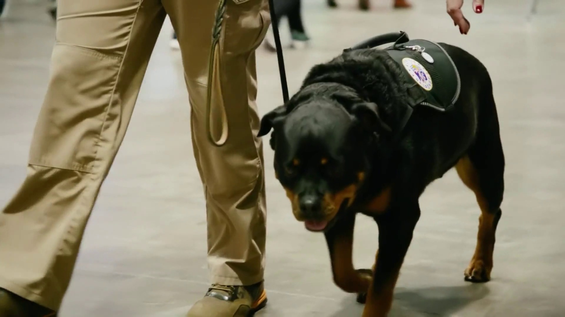 AKC.TV Gunther Therapy Dog