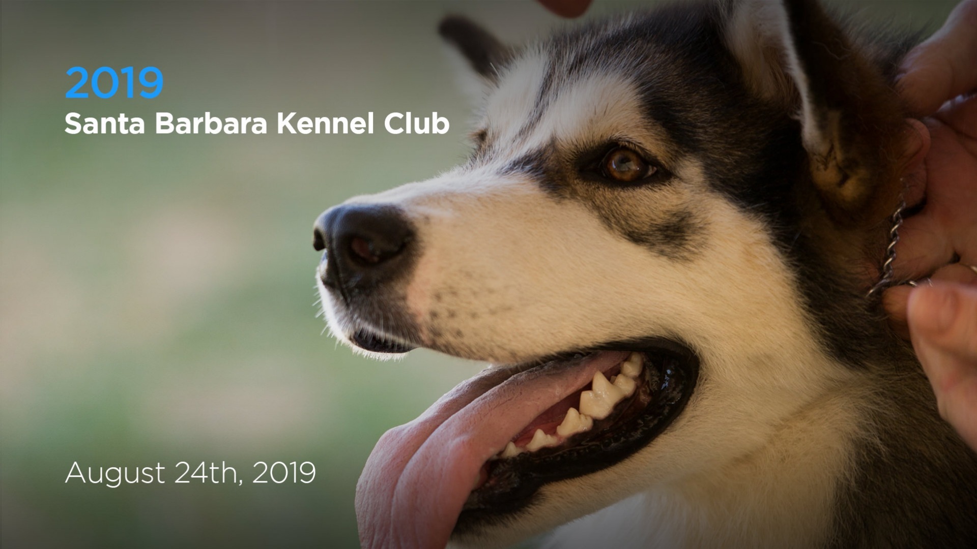 AKC.TV 2019 Santa Barbara Kennel Club