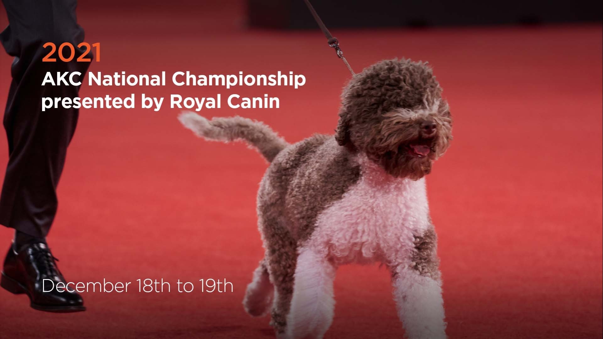 AKC.TV 2021 AKC National Championship presented by Royal Canin
