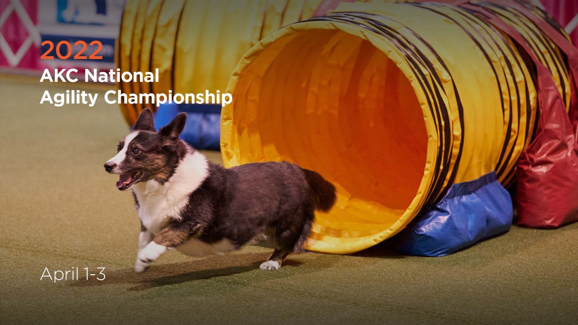 National Agility Championship 2024 Evie Oralee