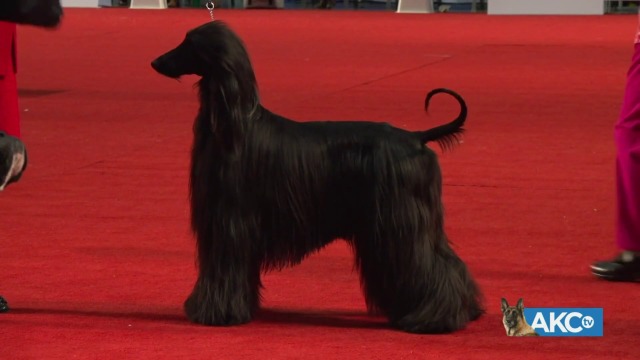 akc non sporting group