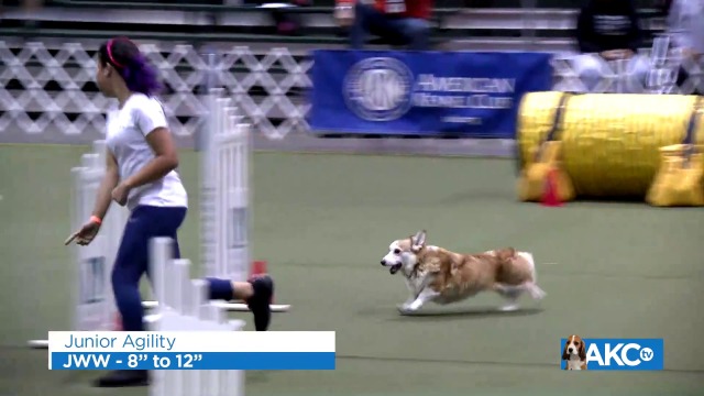 Friday - Junior Agility - STD 16 to 24 | AKC.tv
