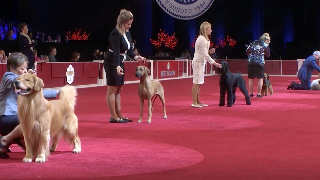 2019 akc national championship