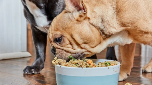How to Feed Multiple Pets Without Conflict – American Kennel Club