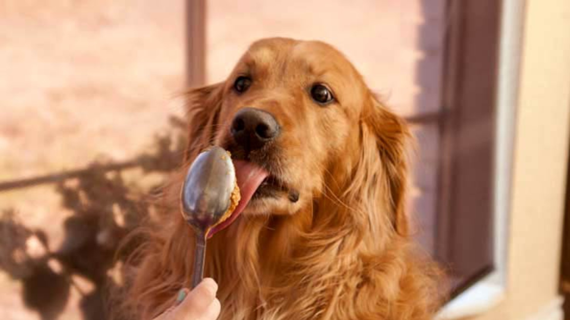 People Food Dogs Can Eat and Can't Eat – American Kennel Club