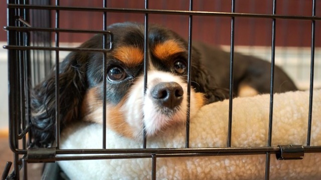 Image showcasing Pupdate | AKC.tv