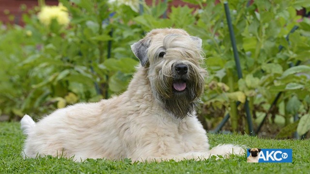 Akc soft coated wheaten terrier hotsell