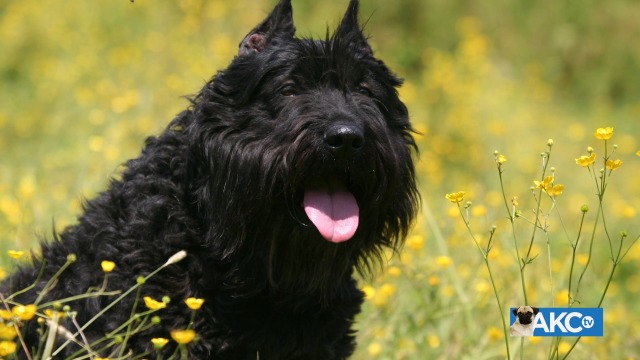 Akc bouvier clearance