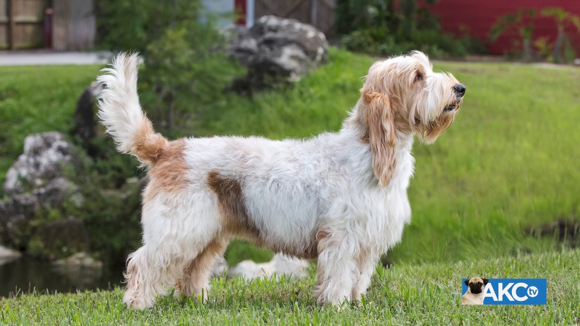 Grand Basset Griffon Vendeen | AKC.tv