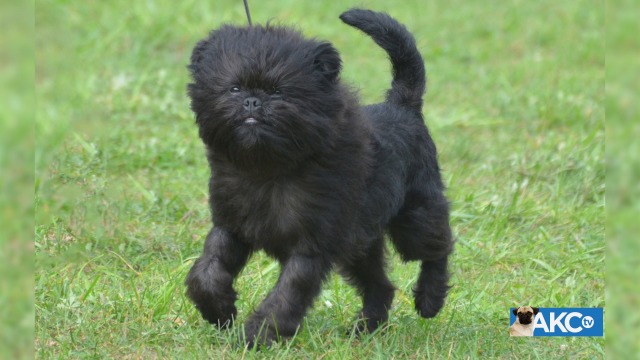 akc breed of the day