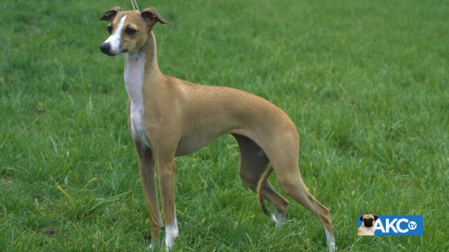 Akc cheap italian greyhound