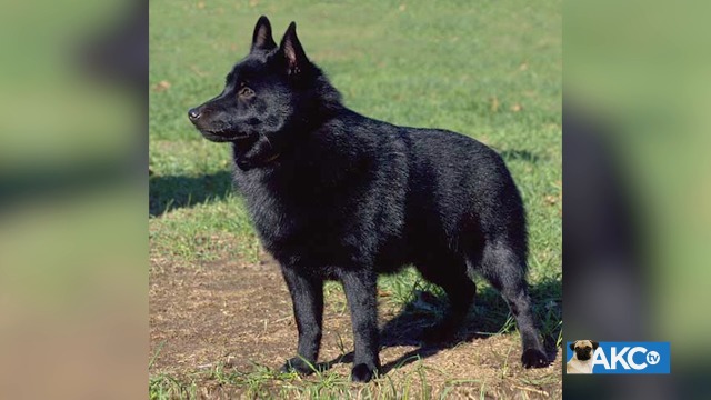 Schipperke | AKC.tv
