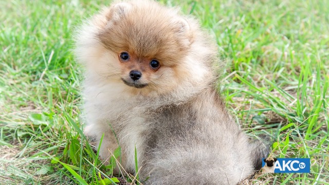 Pomeranian 