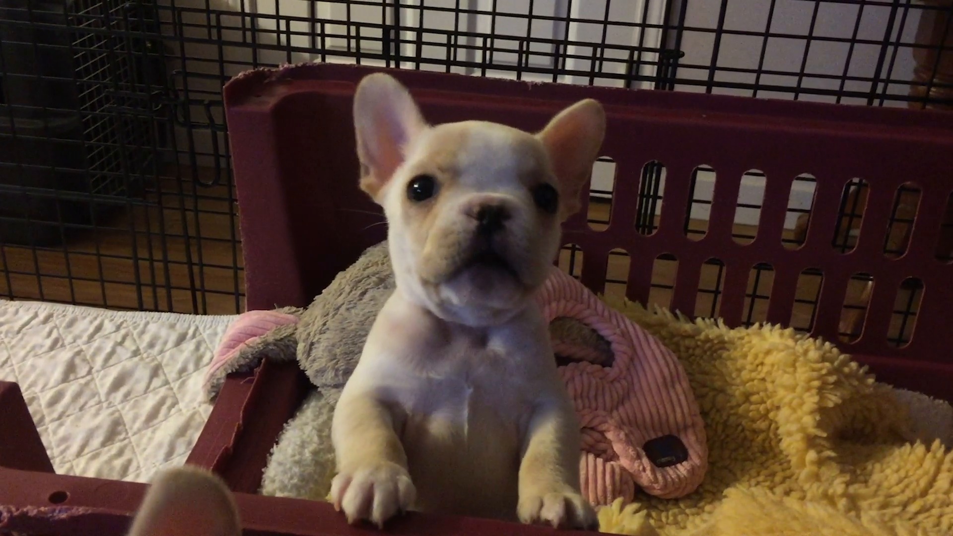 French Bulldog | AKC.tv