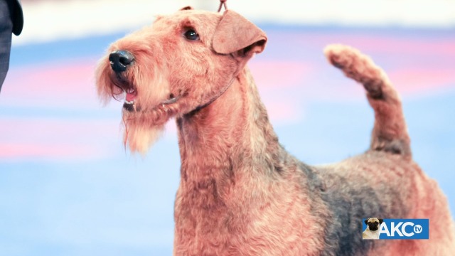 akc breed of the day