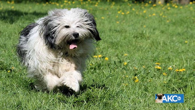 polish lowland shepherd