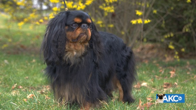 ruby toy spaniel