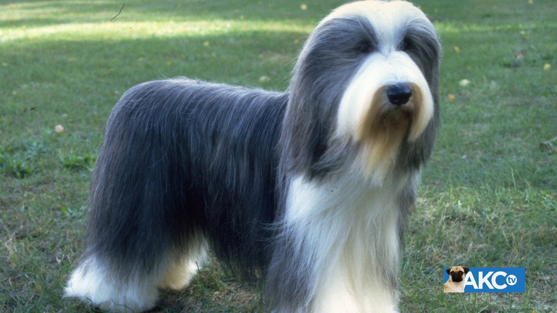 Bearded cheap collie akc