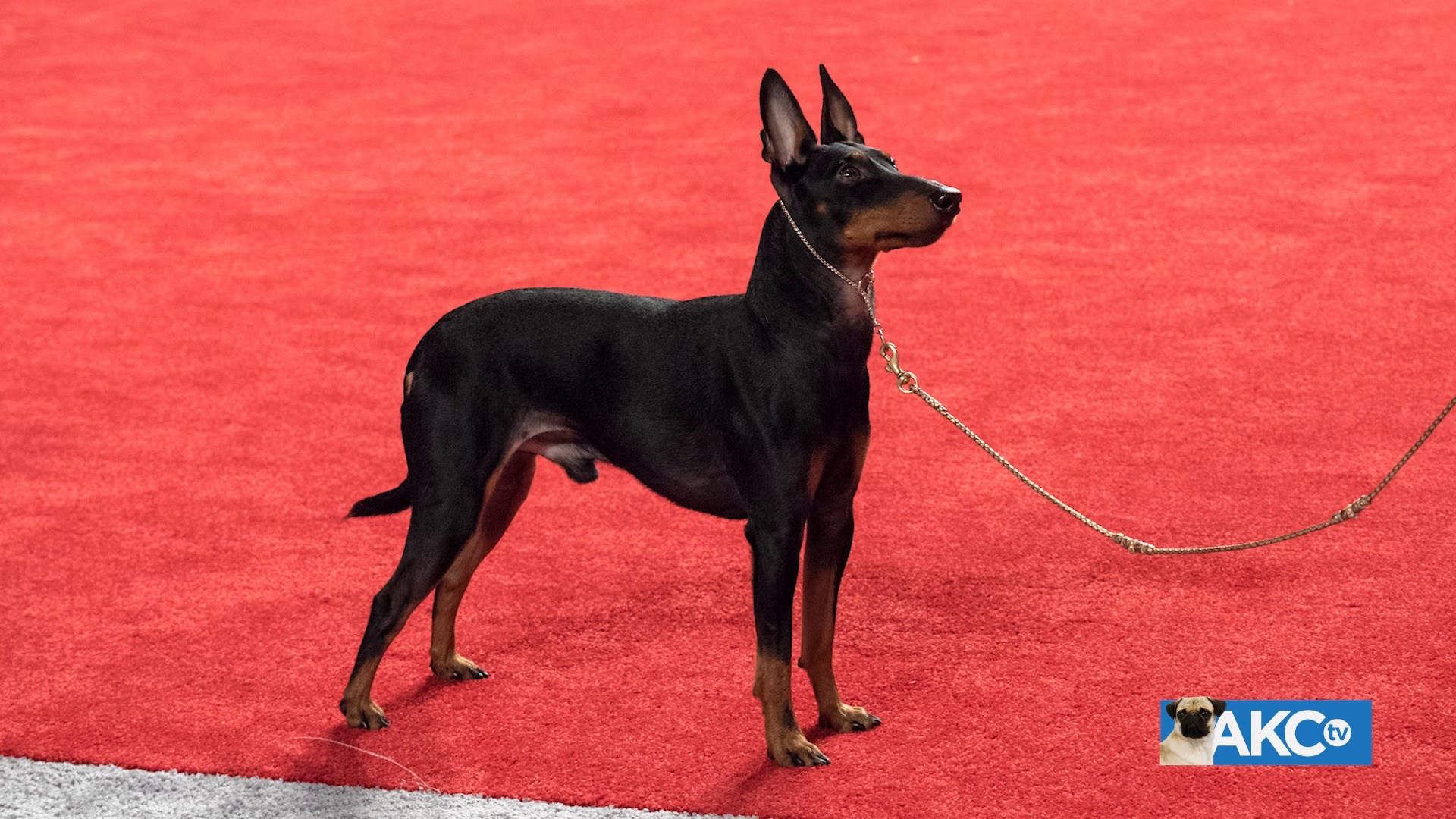 Akc manchester sale terrier