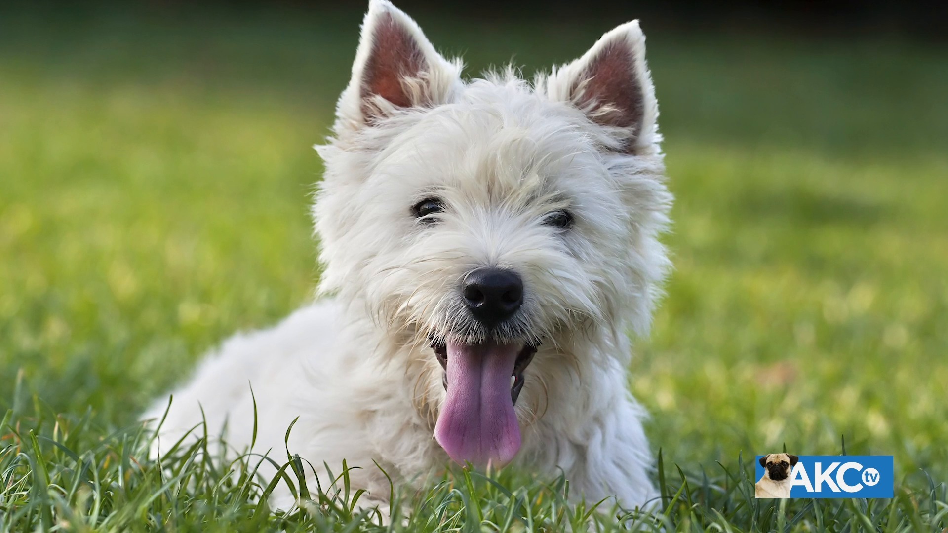 West Highland White Terrier | AKC.tv