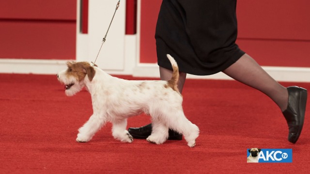 Akc jack clearance russell terrier