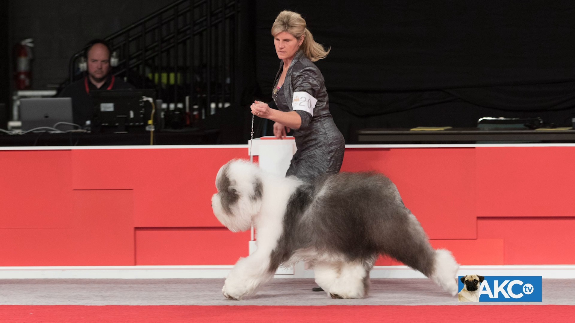 old-english-sheepdog-akc-tv