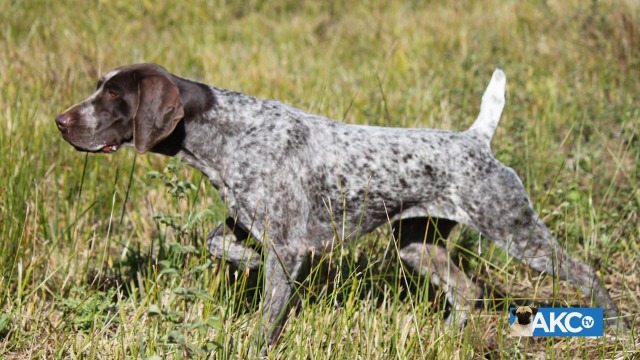 Akc german hot sale shorthair