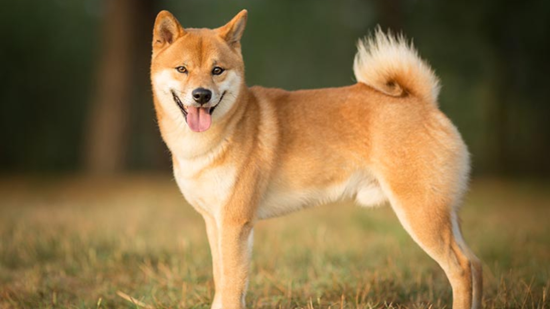 Shiba inu. Акита сиба. Порода Шиба ину. Сиба-ину Japan. Сиба-ину фото собаки.