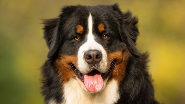 Bernese Mountain Dog | AKC.tv