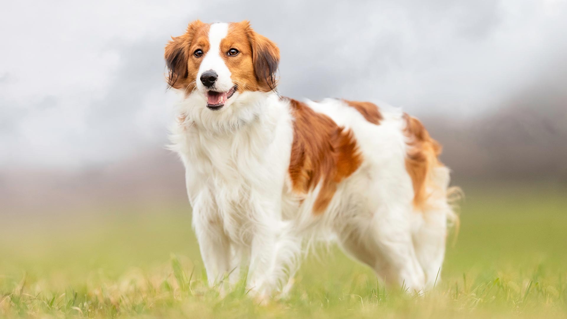 Nederlandse Kooikerhondje AKC tv