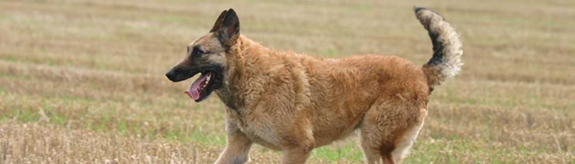Belgian Laekenois | AKC.tv, image size:1920x550