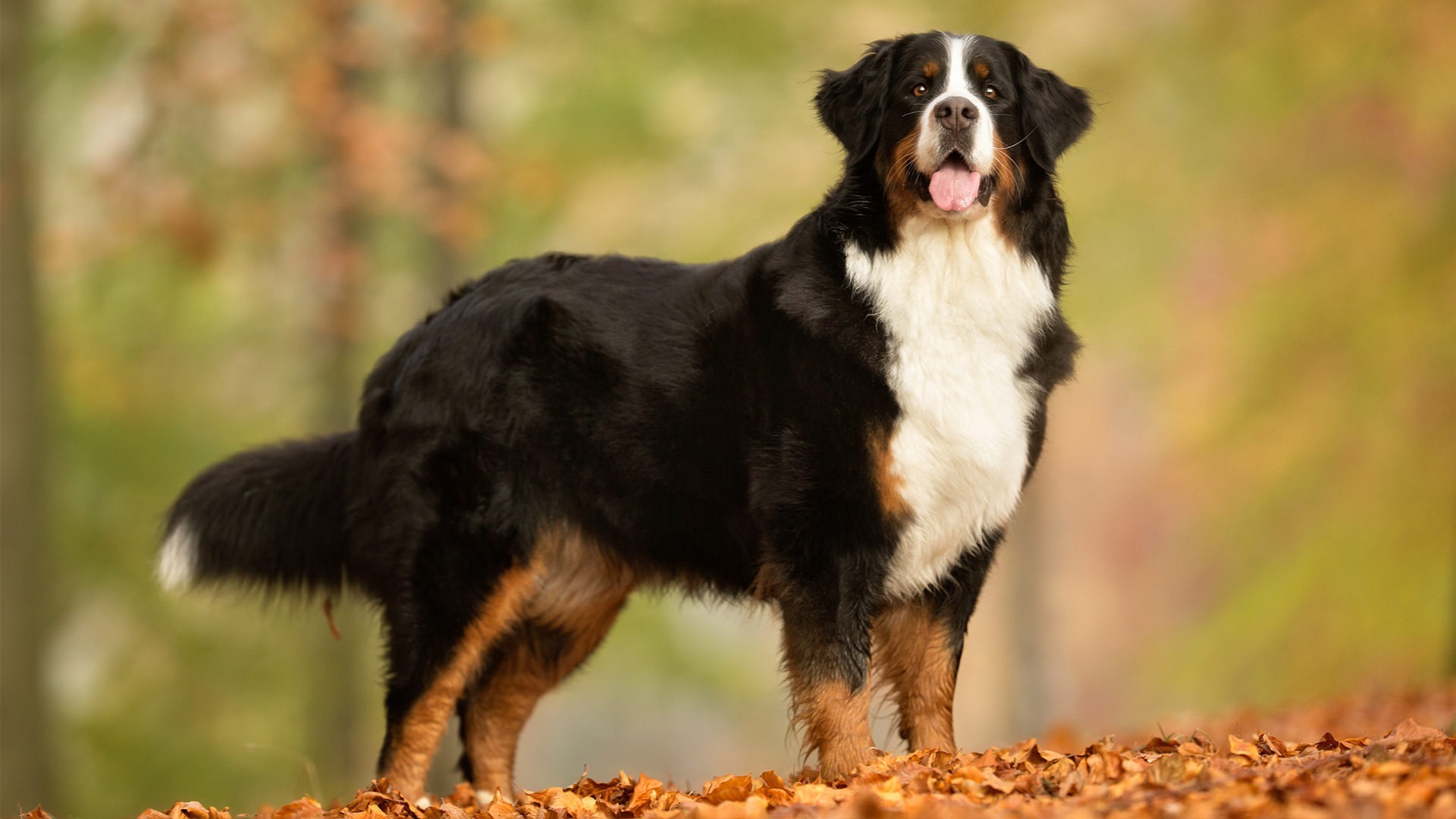 are bernese mountain dogs intelligent