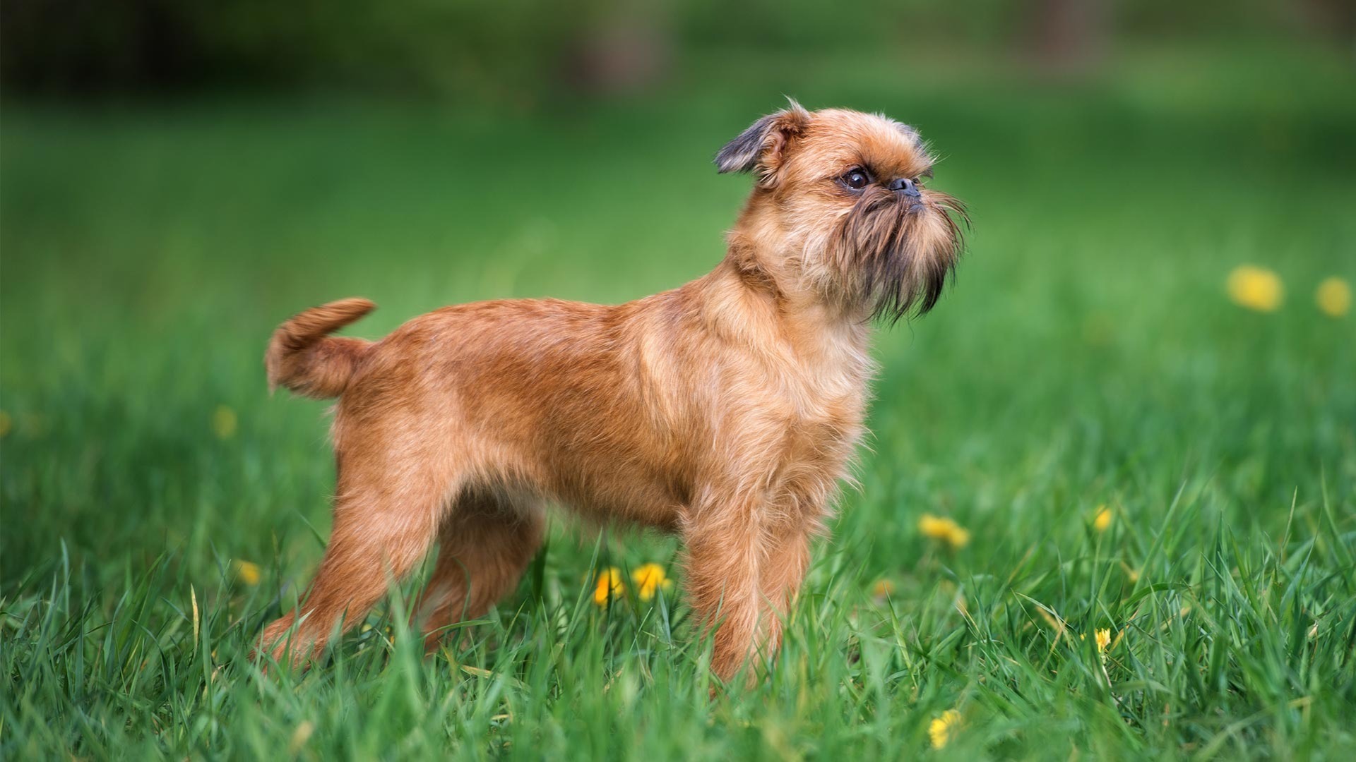 Brussels Griffon | AKC.tv