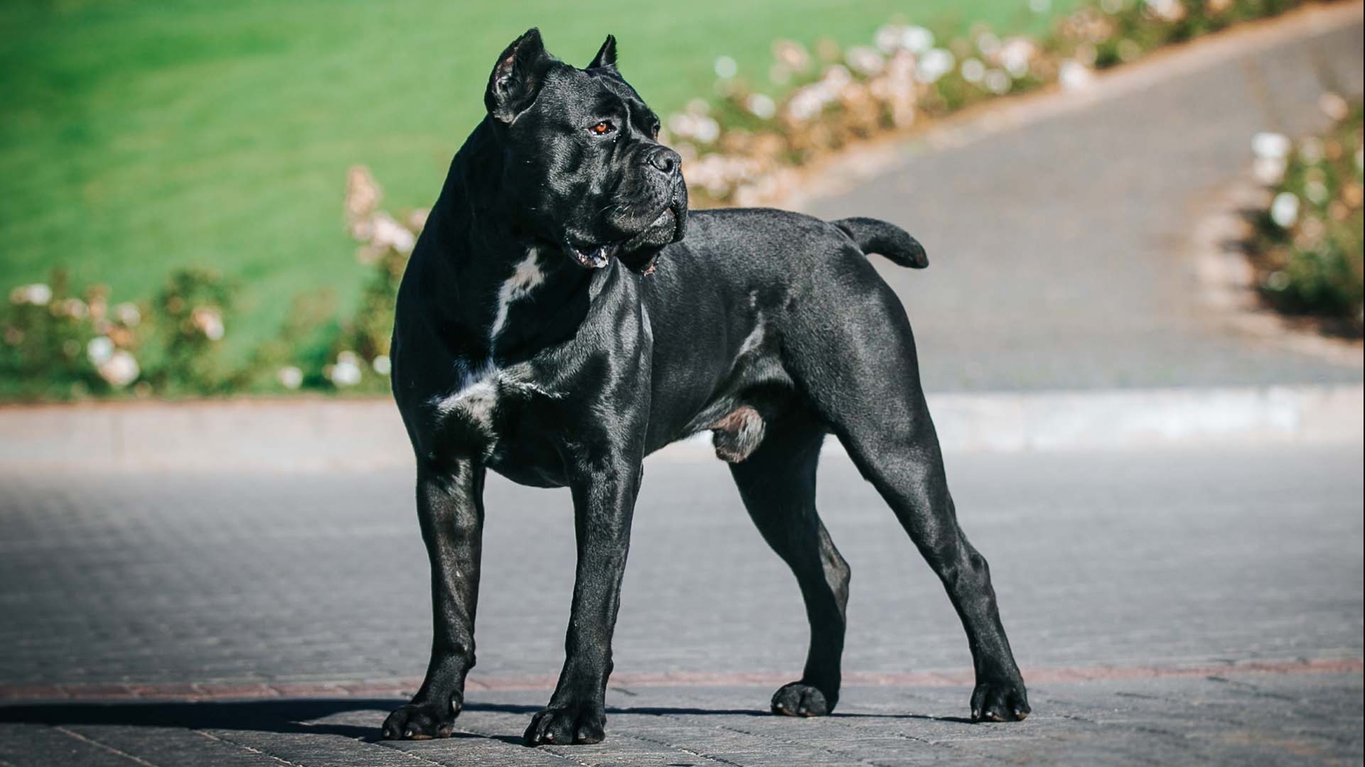 Cane Corso | AKC.tv