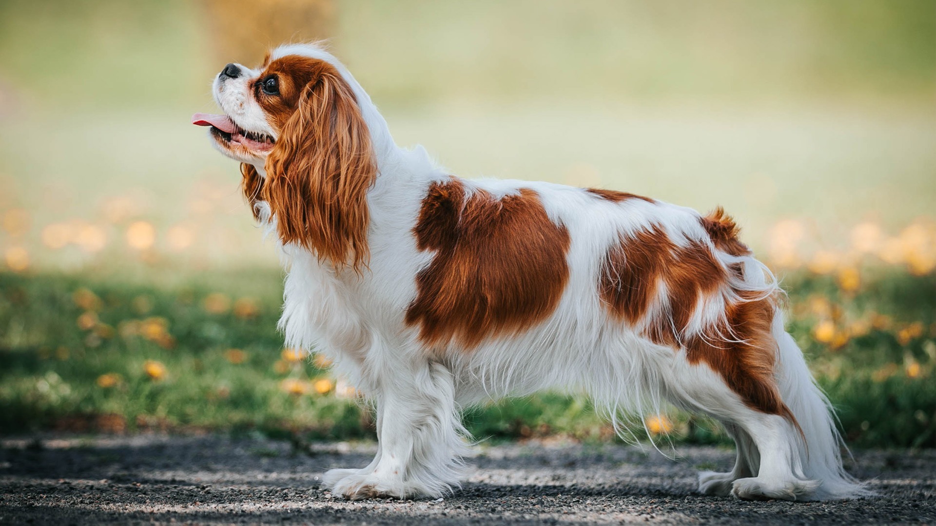 Akc cavalier hot sale puppies