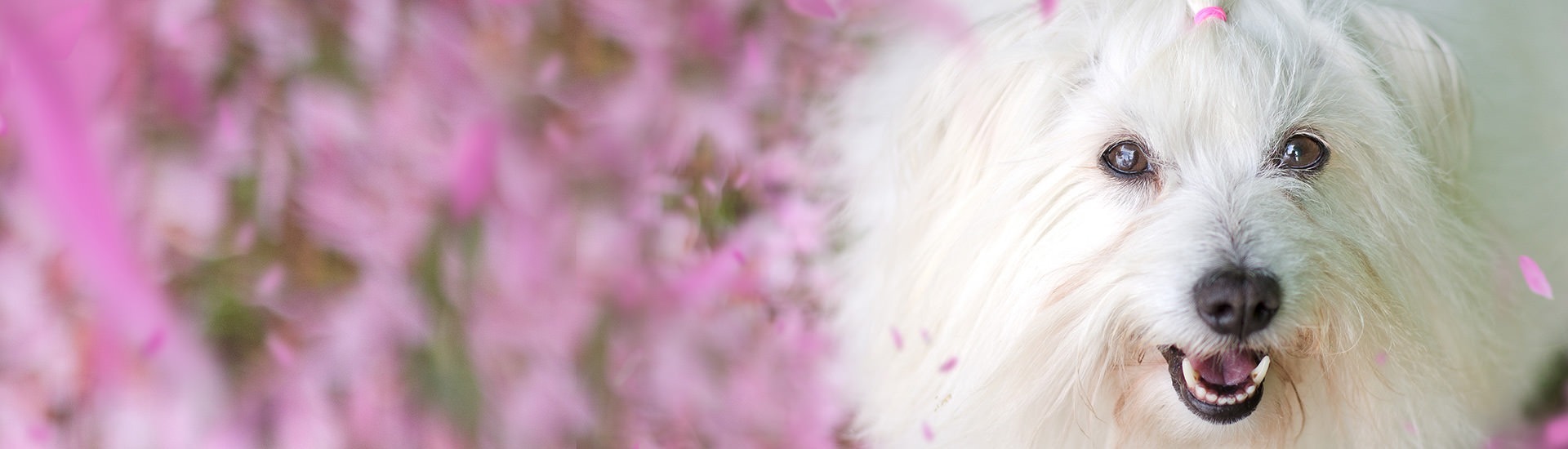 Coton De Tulear AKC.tv