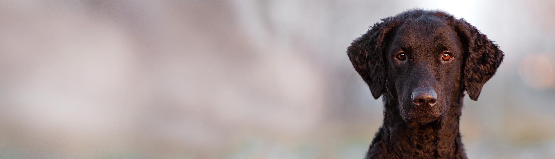CurlyCoated Retriever AKC.tv