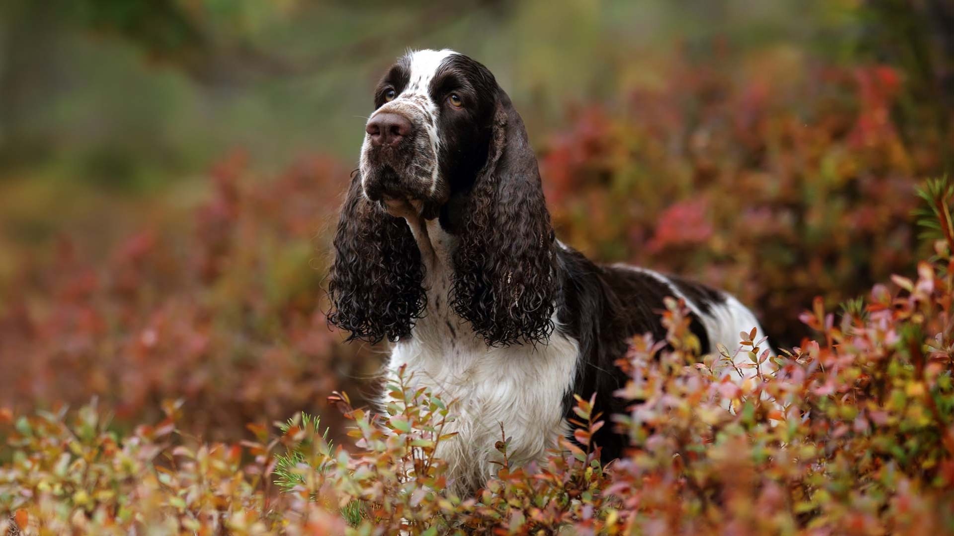 English Springer Spaniel | AKC.tv