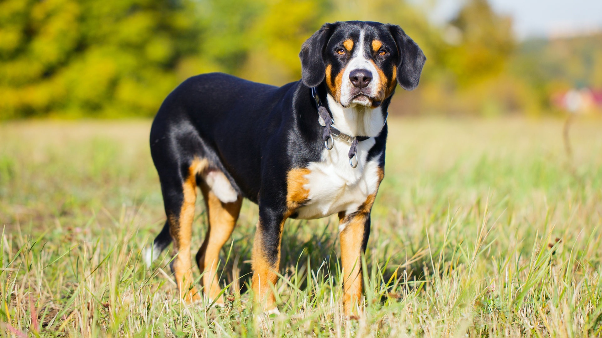 Entlebucher Mountain Dog | AKC.tv