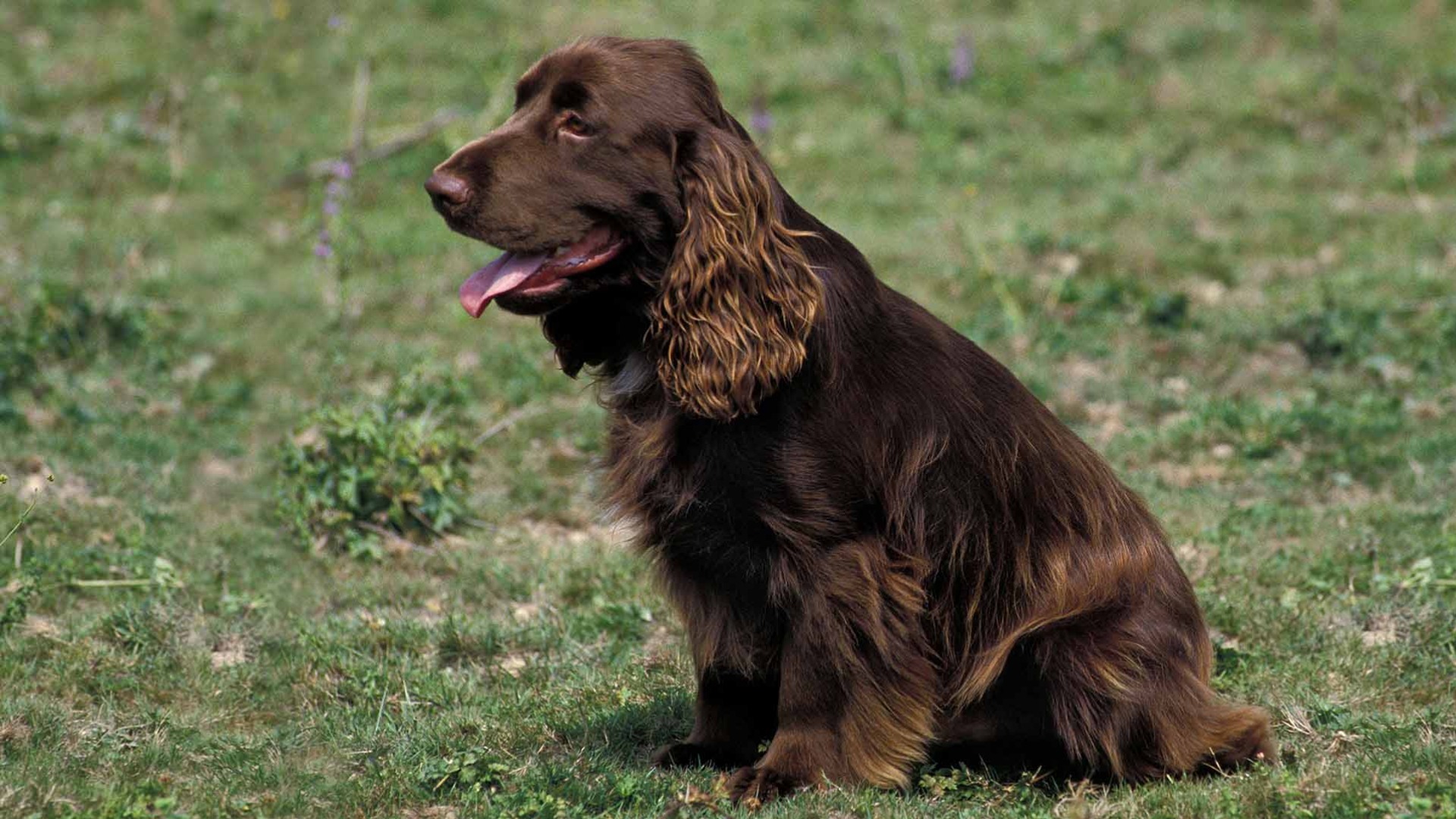 Field Spaniel | AKC.tv