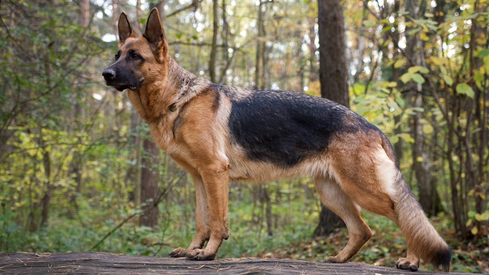 American kennel hot sale club german shepherd