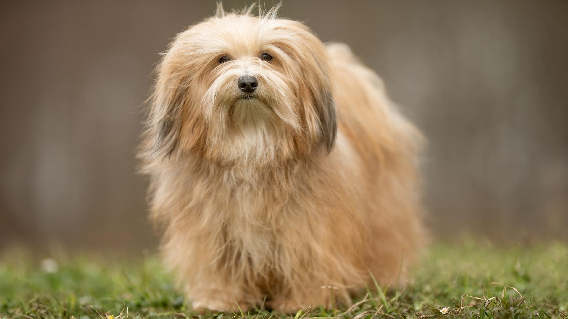 Havanese | AKC.tv, image size:1920x1080