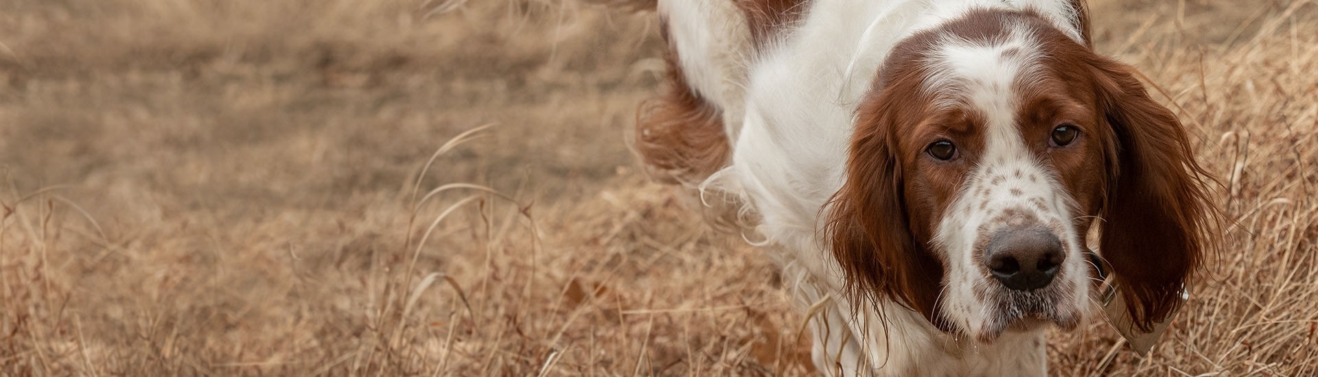 Irish Red And White Setter | AKC.tv, image size:1920x550